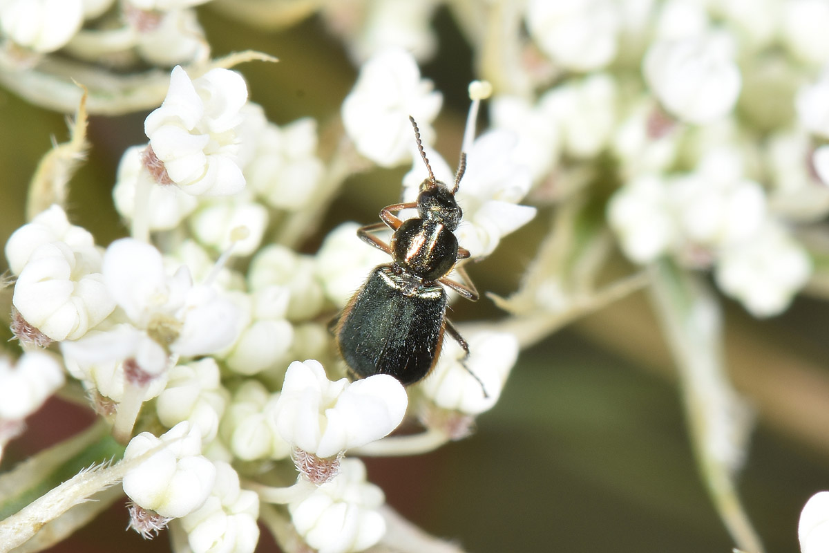 Malachiidae: Attalus marginatus (ex A. nourrichelii in parte), maschio